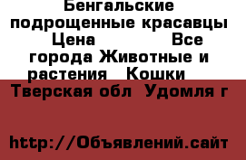 Бенгальские подрощенные красавцы. › Цена ­ 20 000 - Все города Животные и растения » Кошки   . Тверская обл.,Удомля г.